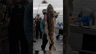 Deep sea Alaska Fishing 👌 Lingcod Catch and Cook ⬆️ #fy #viral #wild #fish #alaska