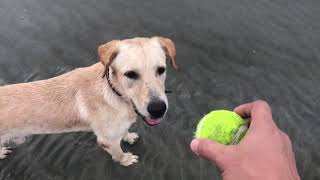 Playing Fetch with a Labrador Retriever