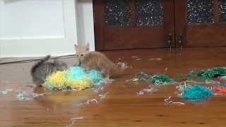 baby kittens paradise - colour shredded paper party