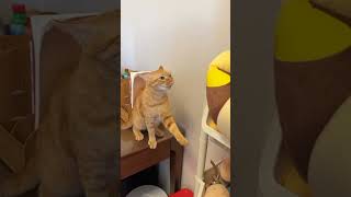 funniest cats 2023 video 📸 cute cat 🐈😺 #funny #animals #pets #cat #animalsfunny#pets