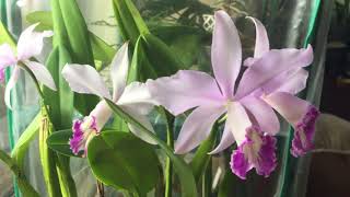 Blooms on Silent Auction Cattleya!