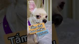 Tắm chó bao nhiêu lần trên tuần P.1 #thucung #thúcưng #pets #golden #chihuahua #nuoithucung