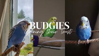 Gaining the Trust of  Budgie