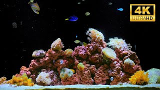 12 Hours of Relaxing Aquarium | Beautiful Coral Reef in 4K for Sleep, Meditation & Relax