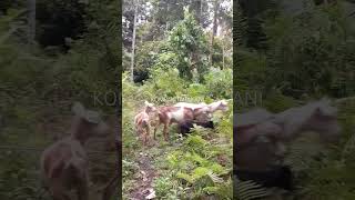 Usaha Ternak Kambing Tidak Mudah Tapi Kami Tidak Menyerah || #kompaktarakani #peternakankambing