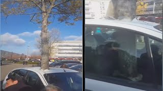 Árbol aparece en el Medio de un Auto Estacionado 🔴 Tree Appears in the Middle of a Parked Car