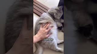 comedy cute cats #cats