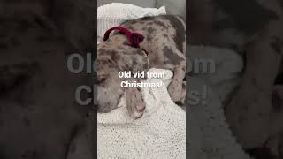 Sorry I haven’t been posting! #viral #puppy #viralvideo #shorts