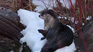 River Otter Swims Away