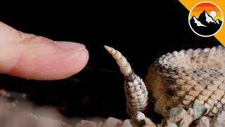 DON'T TOUCH! - Up Close with a Rattlesnake!