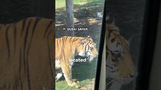 Dubai Safari Park UAE only 20 minutes from Burj Khalifa! #dubai #UAE #safari #lions #tigers #shorts