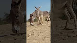 Donkey looking good #ytshortsvideo #animals #donkey #funnyanimal #funny #donkeyfarm