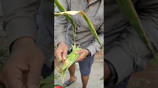 terrace garden corn farming roof garden #farming #gardening