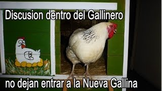 Discusion dentro del Gallinero porque no dejan entrar a la Nueva- De risa ......