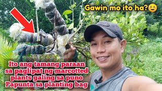 TAMANG PARAAN NG PAGLIPAT NG MARCOTTED O PINAUGAT NA HALAMAN SA PASO O PLANTING BAG ,PARA MABUHAY