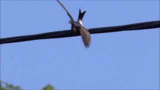 Fledgling Swallows having a Party Aug 2021