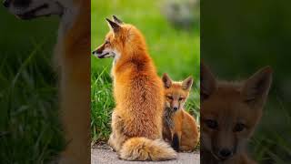 Save The Lovely Foxes #tameside #foxes #animals #fox