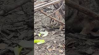 Mama Rabbit  and Monica the Mockingbird Visits  #cottontail #rabbits #bunnies #nature #cute