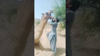 angry camel #camel #animals #camellife #nature #angry #desert #thar #comedy #youtubeshorts #village