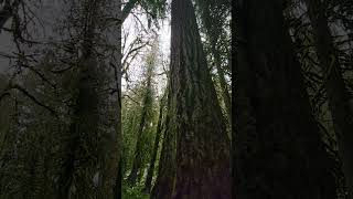 Rain in an old growth forest. #nature