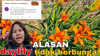 ALASAN KENAPA BUNGA DAYLILY TIDAK BERBUNGA