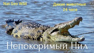 Nat Geo Wild.Непокоримый Нил.Дикие животные 24 часа.2 серия.