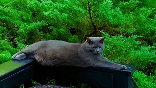 MY CHARTREUX CAT: Graciella in her enchanted garden