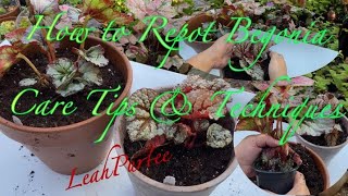 How to Repot Begonia || Care Tips & Techniques on How to Repot Begonia || #mylittlejungle #plantita