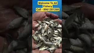 Common Carp Fish seed Available. #fish #fishing. Link- https://sites.google.com/view/alifishery/home