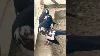 Chap Khal Sherazi Pigeon|| #foryou #ytshorts #youtubeshorts #viral #viralvideo #trending #reels