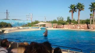 Δελφίνια Αττικό ζωολογικό πάρκο - Dolphins Attica zoo park