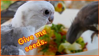 Do birds like veggies?