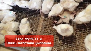 Утро 72/29/11-е. Теперь уже крыло застряло в сетке.  Выращивание бройлеров росс 708.