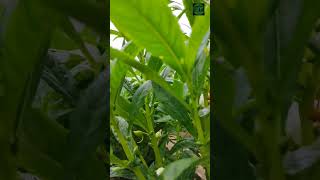 Seedling to flower production stages of Balsam flower..#flower #agriculture