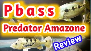 Ikan Pbass | Peacock Bass Predator Amazone