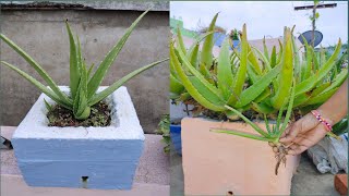 How to grow & care Aloevera plants // एलोवेरा को कैसे लगाए, इसकी देखभाल और उपयोग कैसे करनी चाहिए ?