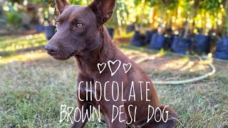 Chocolate brown desi pariha dog breed in india