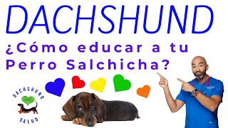 ¿CÓMO EDUCAR A TU PERRO SALCHICHA?