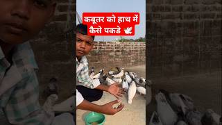 🕊️ कबूतर को हाथ में कैसे पकडे #kabutar #trending #shorts #ytshorts #kabootar #pigeon #video