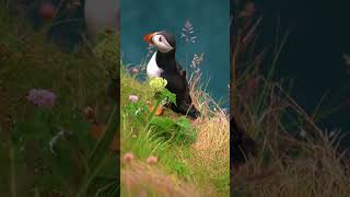 TOP 5 FACTS ABOUT PUFFINS  #animals #creaturesfacts