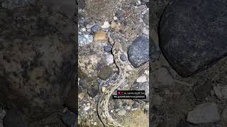 حية الاهرام ‏سام جدا. The pyramid snake is very poisonous.❌🐍