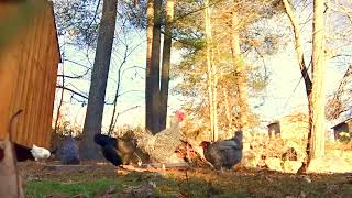 TIME LAPSE OF THE CHICKENS! 🐔 🦆 🦃  |CharmingChickens|