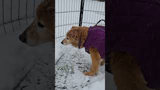 Snowman Titan 13 #goldendog #doglover #goldretriever #dog #snow