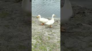 Cute Ducks! #shorts #ducks #animals