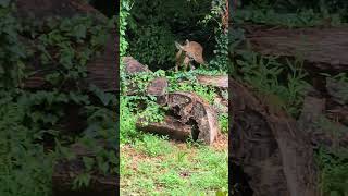 Deer In The Lower Back Yard #deer