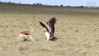 Unbelievable! Martial Eagle Steals Baby and Gazelle Attacks | Great Plains Conservation