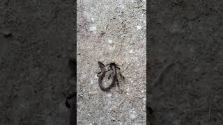 Ant vs earthworm#viralshort