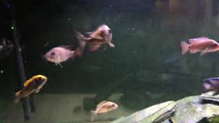 Feeding the cichlids brine shrimp