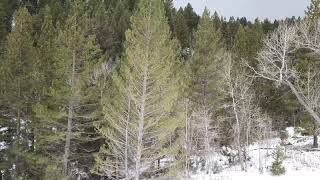 Wintery American Fork Canyon