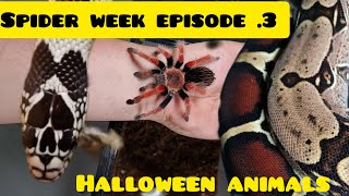 Handling a mexican flame leg tarantula and our most Halloween snakes !